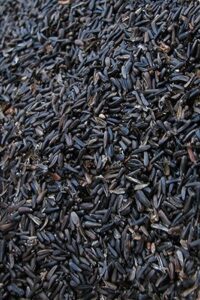 Thistleseed / Nyjer Seed